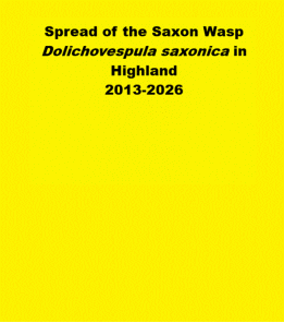 D. saxonica spread